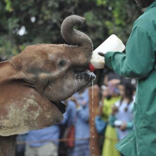 Sheldrick Wildlife Trust Nairobi Kenya