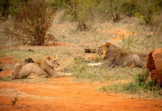 1 Day Tsavo East National Park Safari