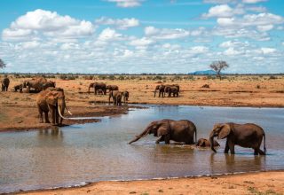 2 Days Tsavo East Safari