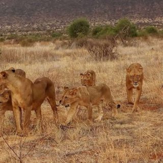 Tsavo East and Taita Hills Safari