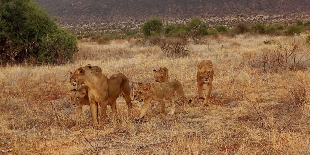 Tsavo East and Taita Hills Safari