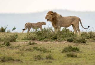 3 Days Masai Mara Safari