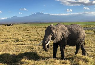 5 Days Amboseli Tsavo West & Tsavo East Safari
