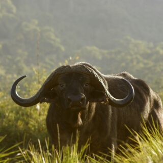 Aberdare Mountains in Kenya