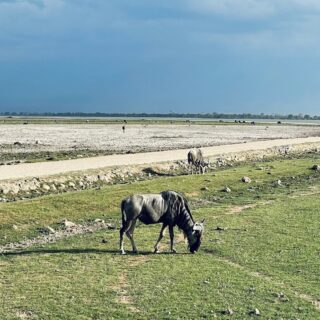 Safari from Nairobi to Amboseli, Tsavo West & Tsavo East to Diani Beach Mombasa