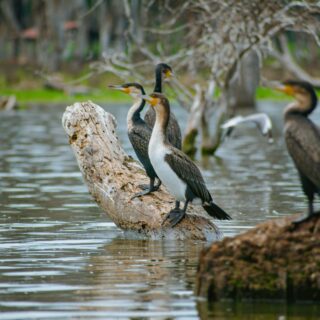 Lake Naivasha National Park In Kenya