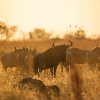 Great Wildebeest migration Masai Mara safari