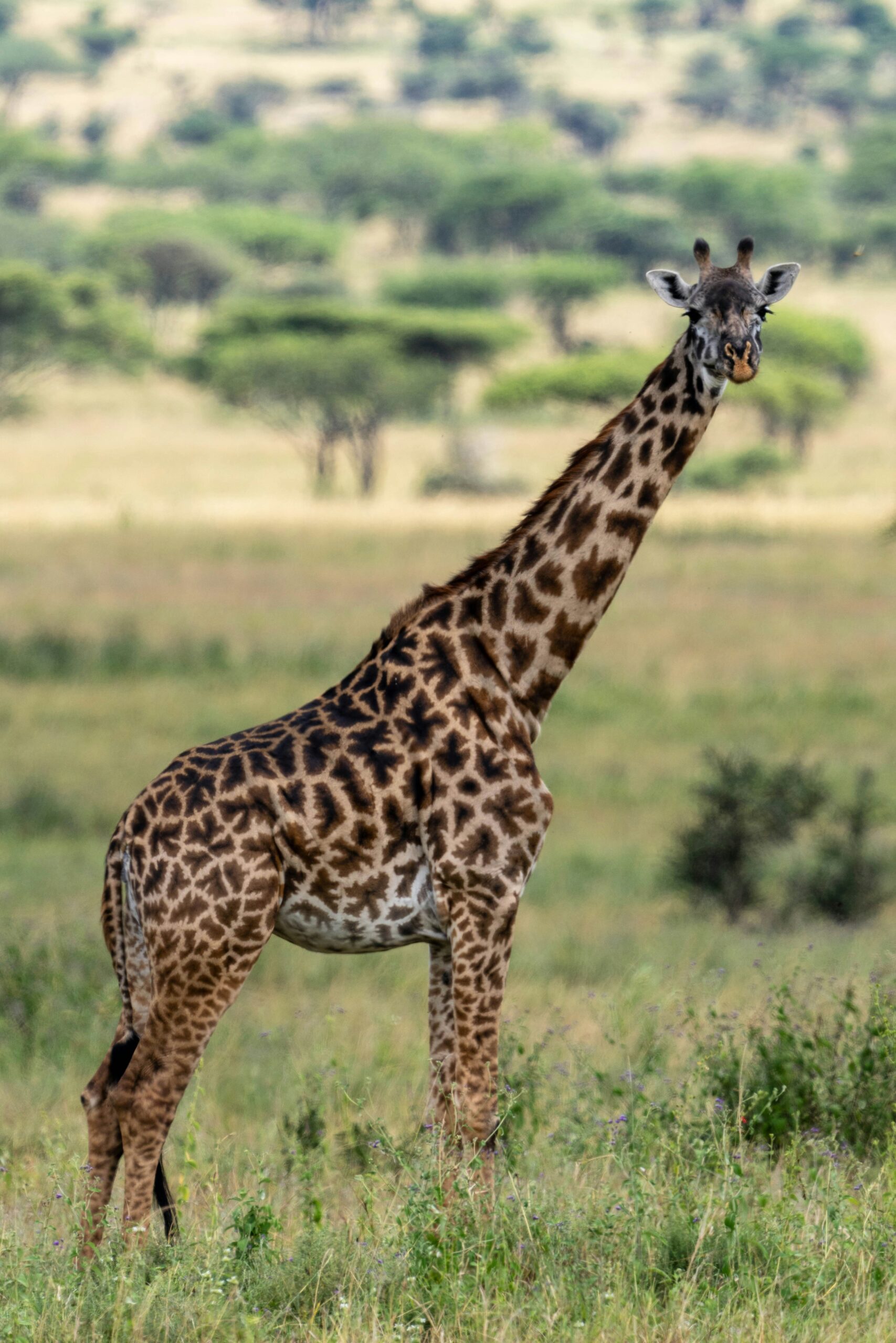 Kenya Safari Packages Giraffe In A Field