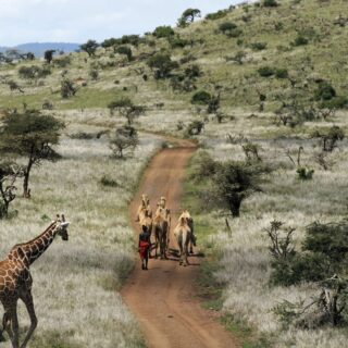 Lewa Wildlife Conservancy In Kenya