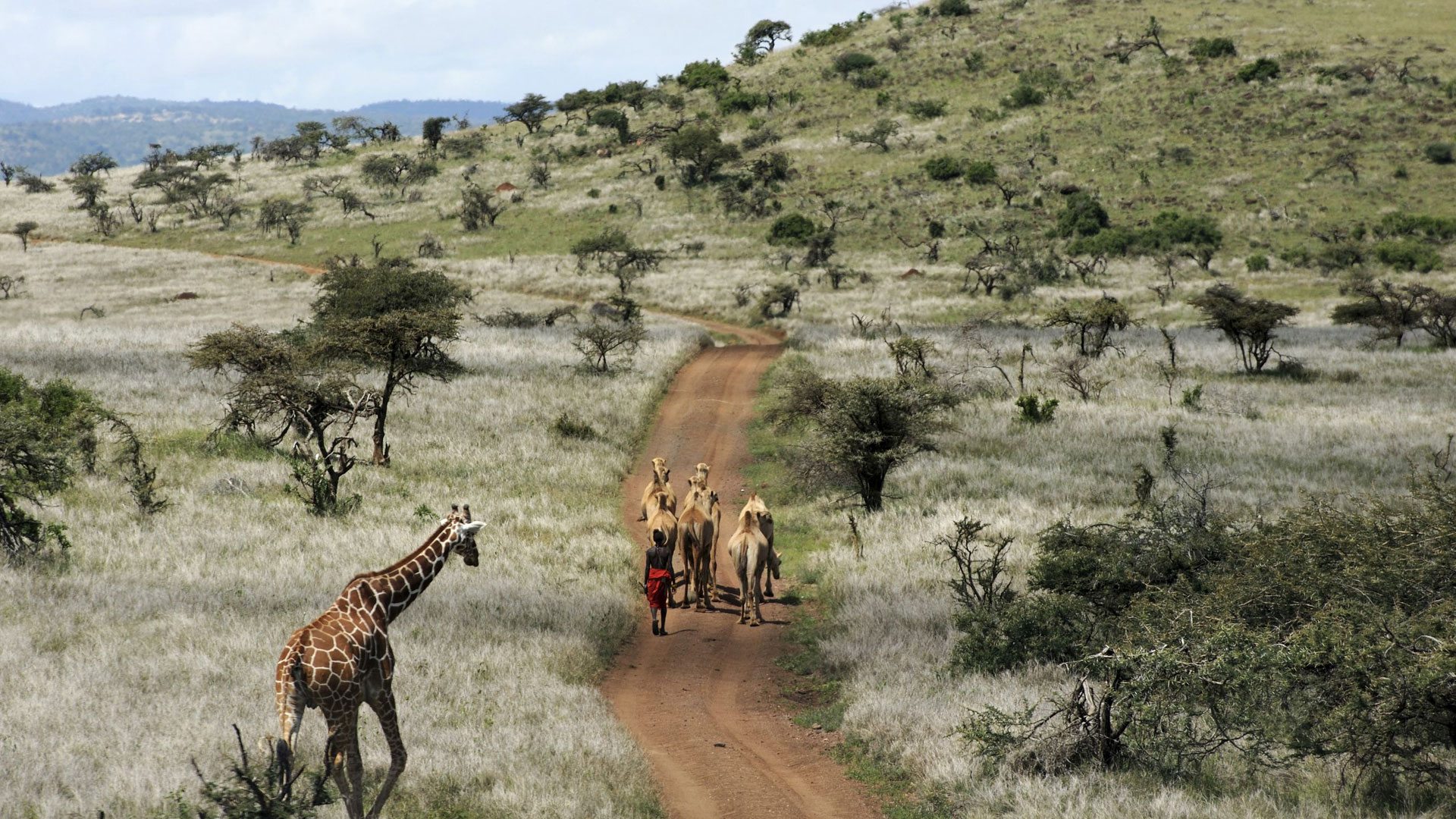 Laikia and Lewa Downs Classic Safari Lewa Wildlife Conservancy In Kenya