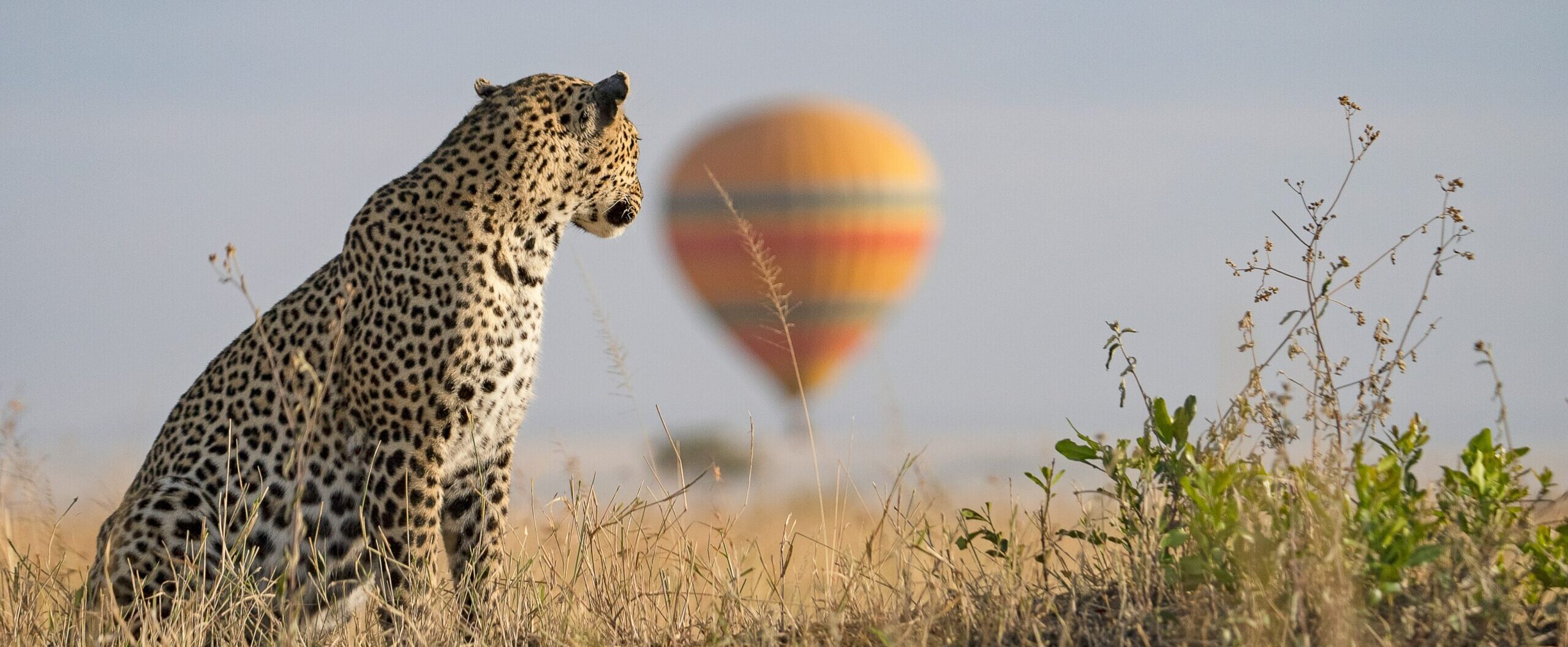 Hot air balloon safari ride at Masai Mara National Park, Kenya