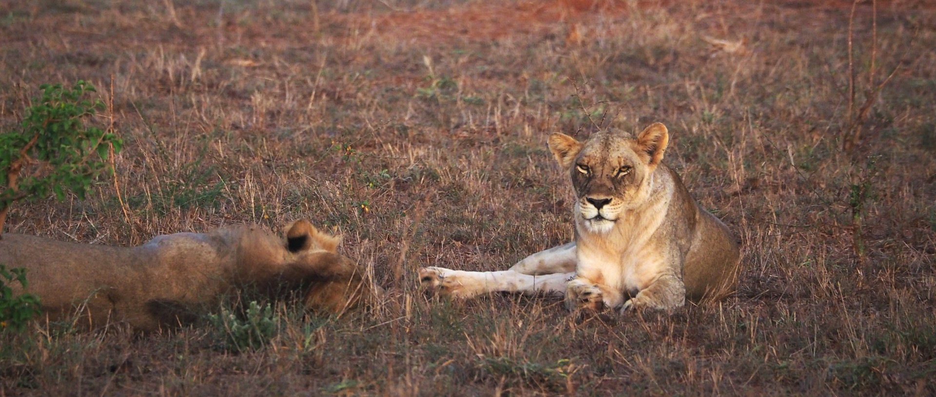 Lions 4 day Amboseli Tsavo Kenya Wildlife Safari Tour From Mombasa