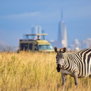 Nairobi National Park Half Day Tour From Nairobi