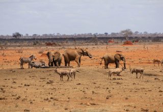 Tsavo East Big Five Safari Kenya With Nova Afrika Kenya Safaris