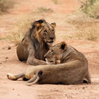 Lions In Tsavo East National Park