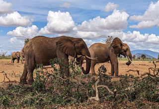 2 Days Tsavo East National Park & Taita Hills Sanctuary