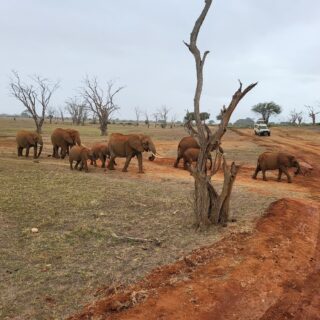 Tsavo East Safari