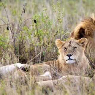Tsavo Kenya Wildlife Safari Tour Package