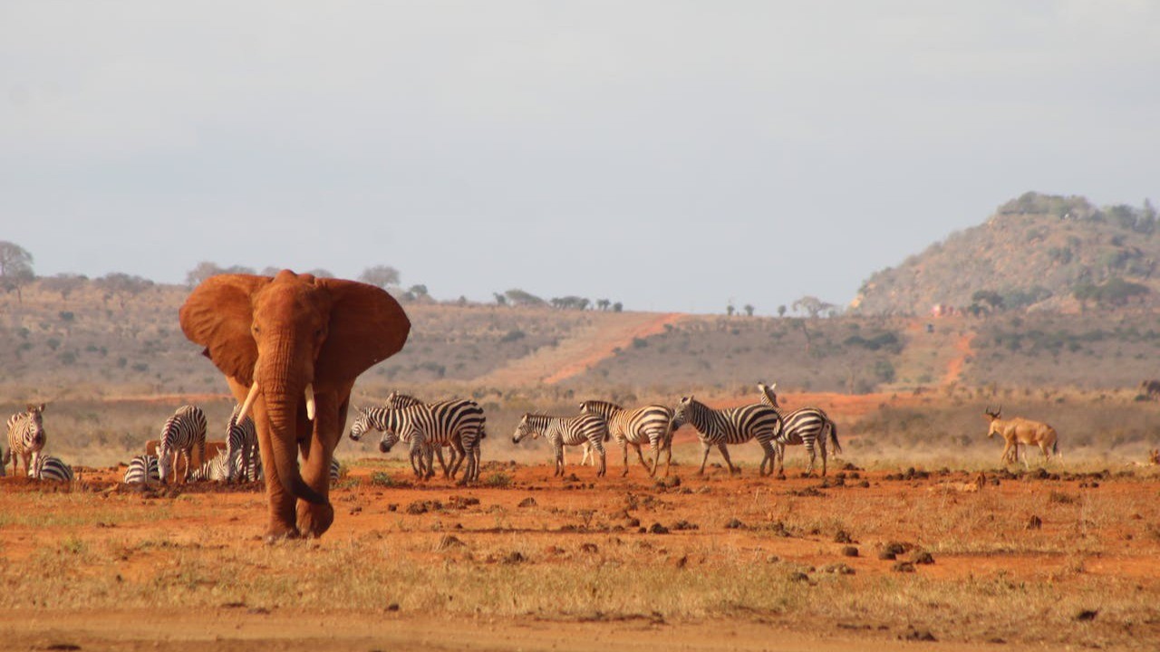 2 Days Tsavo East Safari With Nova Afrika Safaris