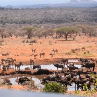 Tsavo Kenya Wildlife Safari Tour
