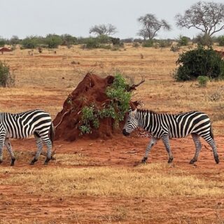 Tsavo East Safari