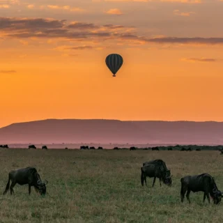 Wildebeest Migration Balloon Safari in Masai Mara