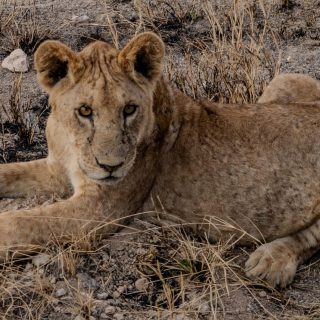 Amboseli and Tsavo East Lion safari from Nairobi to Diani Beach