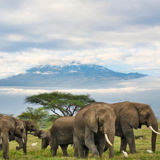 3 Days Amboseli and Tsavo East Kenya safari