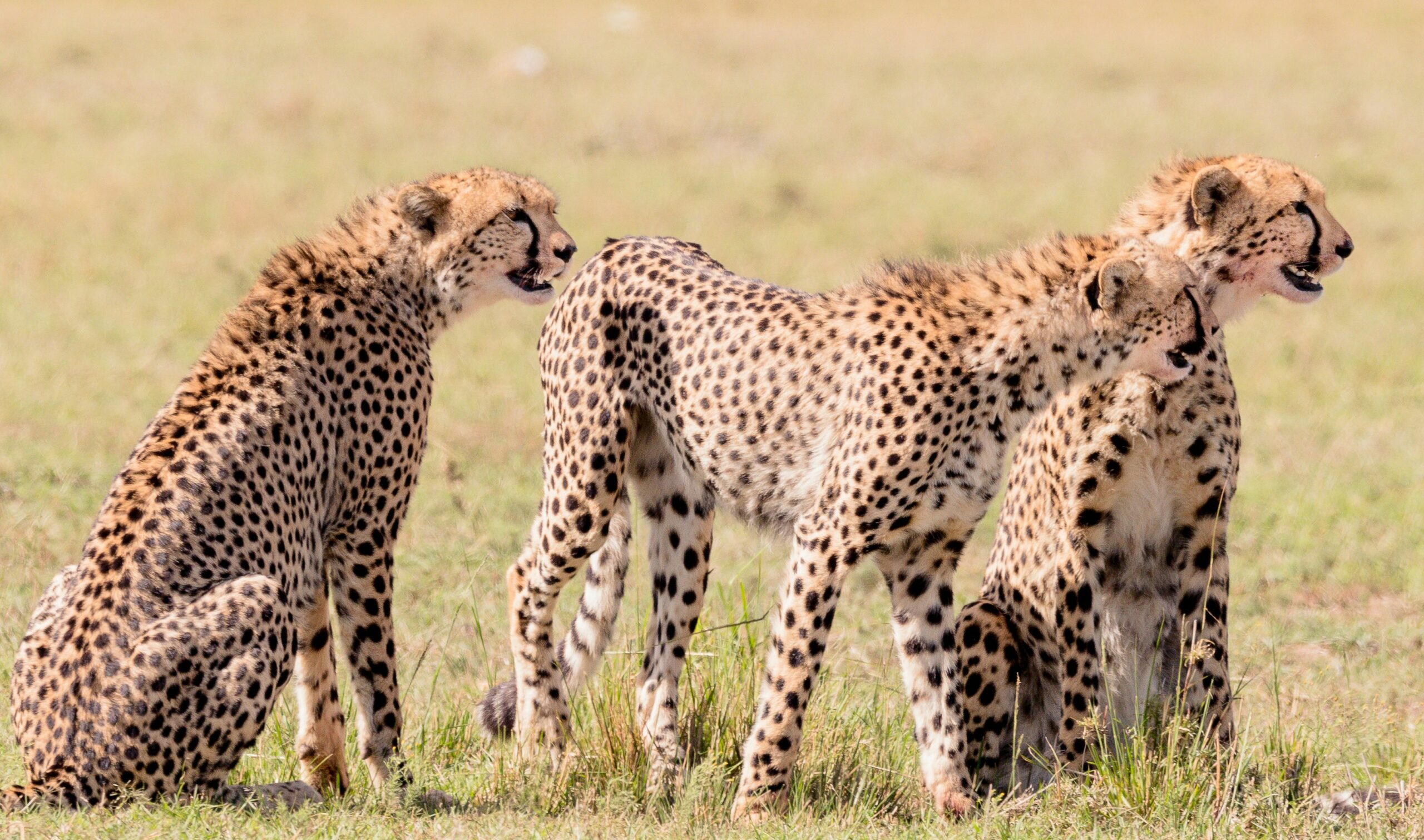 Cheetah wildlife safari in Masai mara Kenia