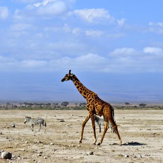 Safari from Nairobi to Amboseli