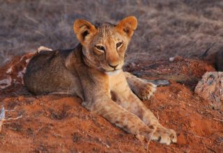 Safari in Tsavo East & Taita Hills From Diani Beach Mombasa