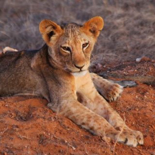 Safari in Tsavo East & Taita Hills From Diani Beach Mombasa