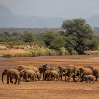 samburu_elephants_safari