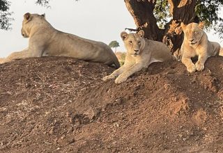 Tsavo Lion Safari from Dinai Beach Kenya