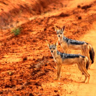 Wildlife safari Tsavo national park Kenya