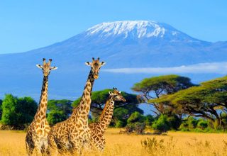 Amboseli National Park Day Tour