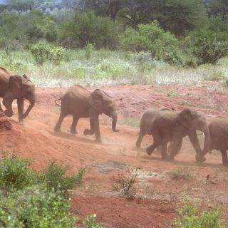 Elephants Sheldrick Wildlife Trust Tour