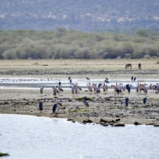 Flock of Birds In Lake Manyara National Park Tanzania