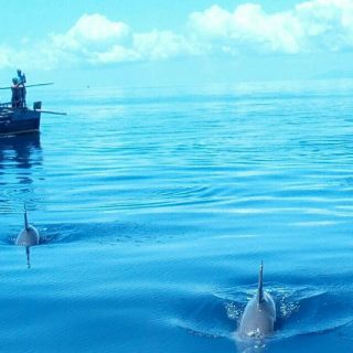 Wasini Island Dolphin Snorkeling Excursion From Diani Beach Mombasa