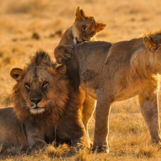 Lion Big Cat