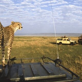 Masai Mara Jeep Safari With Nova Afrika Kenya Safaris