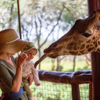 Nairobi-Giraffe-Center-Day-Trip
