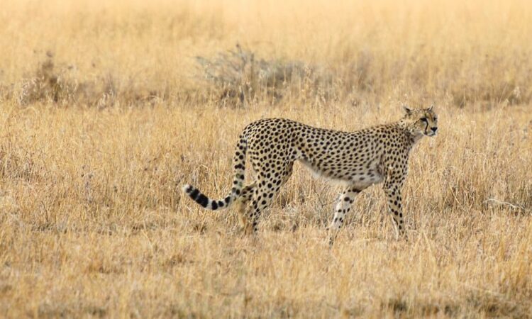 The Big Cats - Cheetah