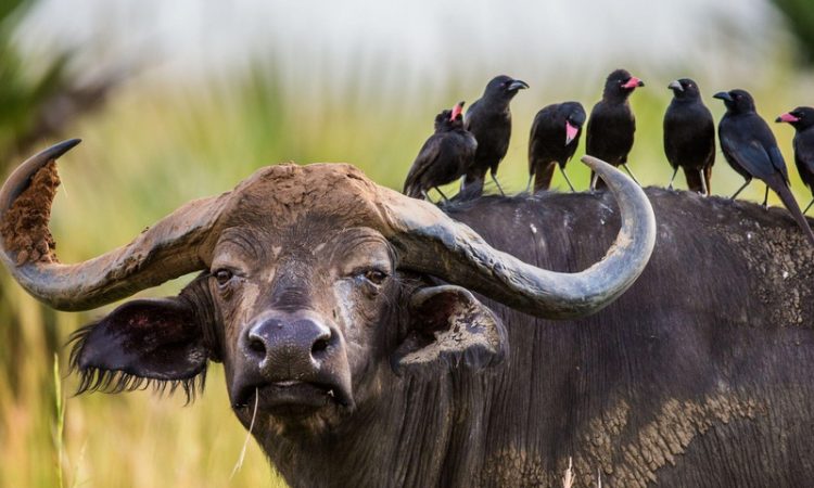The Big Five - Buffalo