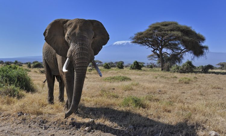 The Big Five - Elephant-In-Amboseli