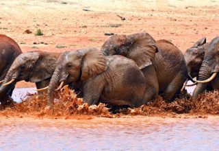 Tsavo-West-National-Park-Safari-From-Diani