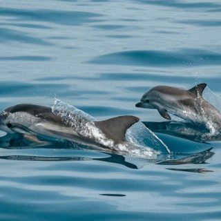Wasini Island & Dolphin Snorkeling Day Trip From Diani Beach Mombasa