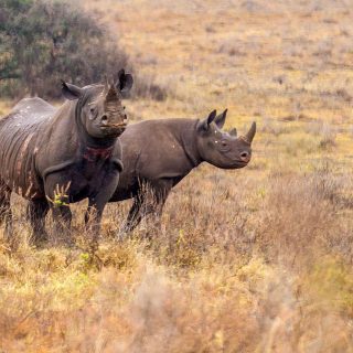 Black rhinoceros Nairobi national park game drive