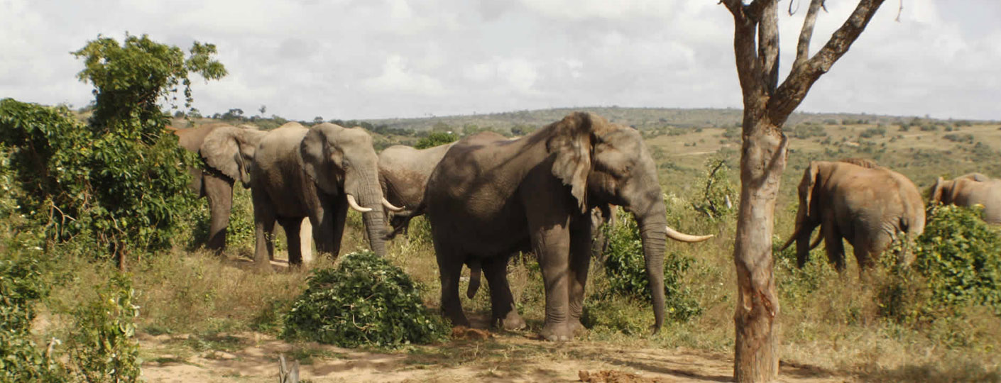 Day Trip To Shimba Hills National Reserve Kenya