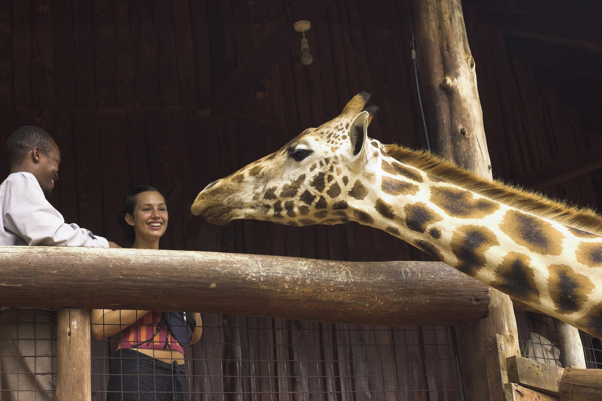 Giraffe Center Nairobi City Tour